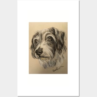 Scruffy grey and white dog Posters and Art